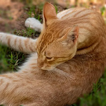 Lucia's Case de vacanță