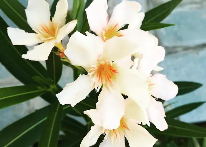 Lucia's Case de vacanță