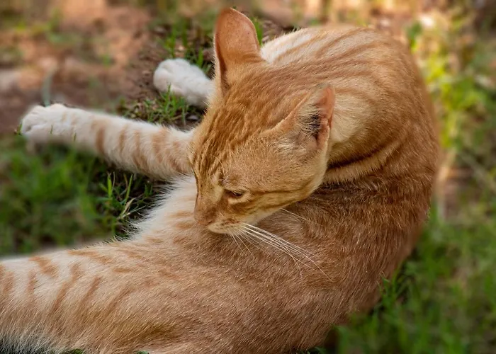 Lucia's Semesterbostad